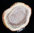 Petrified Tree Fern Wood Slab - Brazil #3272-1